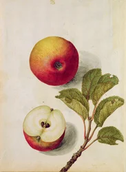 Apfel: Pyrus malus, ca. 1568